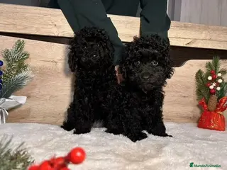 Caniche Toy perros Cachorros caniche toy - Anuncio 1