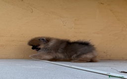 Pomerania perros en venta: Pomerania Toy - Imagen 5