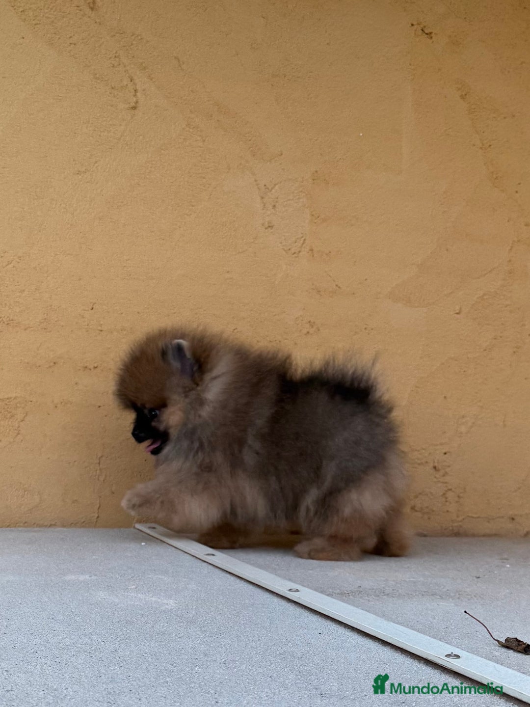 Pomerania perros en venta: Pomerania Toy - Imagen 5