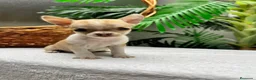 Chihuahua perros en venta:  CAMADA DE CHIHUAHUA – BLANCOS Y CANELA  - Anuncio 6