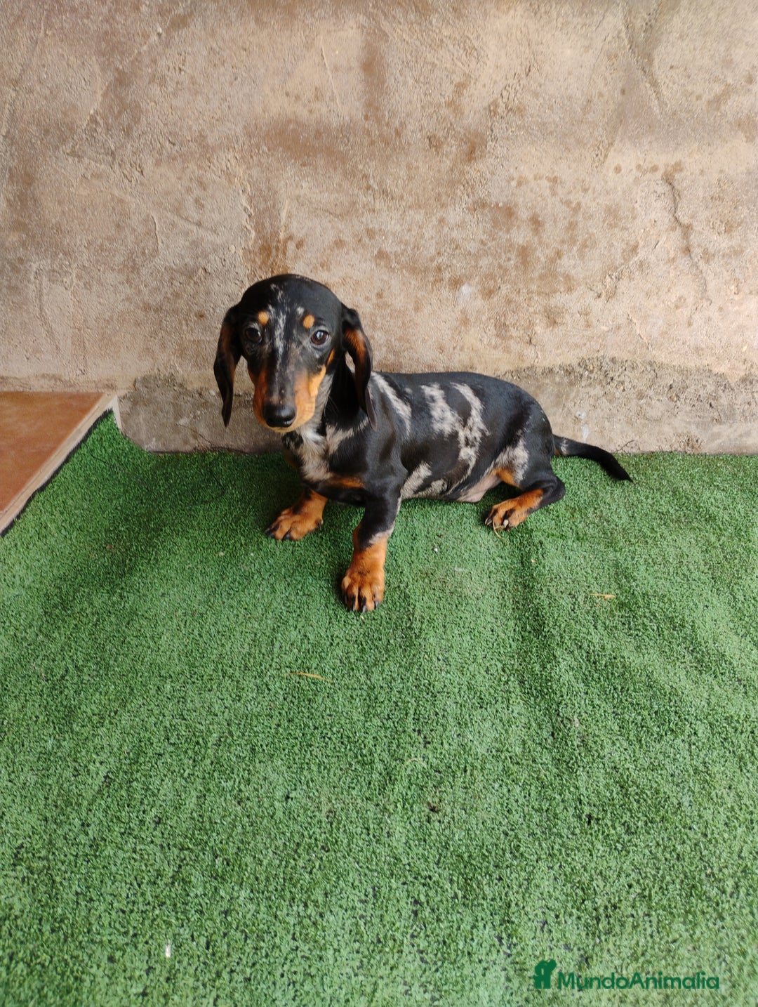 Teckel perros en venta: Macho teckel arlequín plata  - Imagen 5