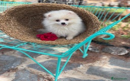 Pomerania perros en venta: Pomerania Mscho listo para entregar  - Imagen 1