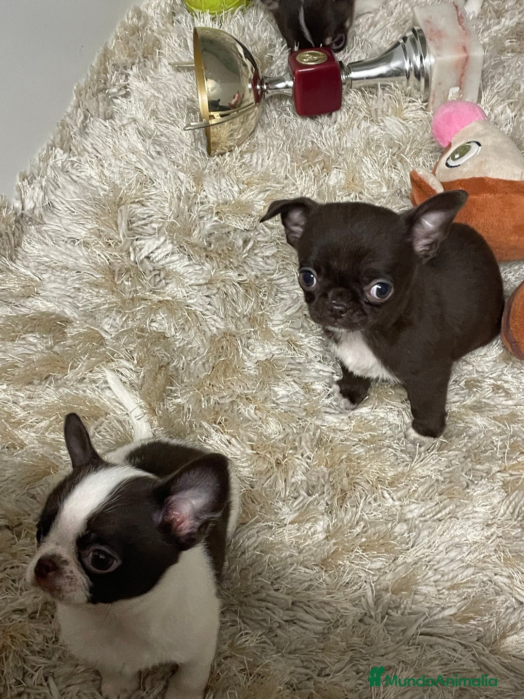 Chihuahua perros en venta: Chihuahuas Machos  - Anuncio 1
