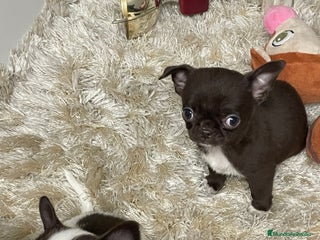 Chihuahua perros Chihuahuas Machos - Anuncio 1