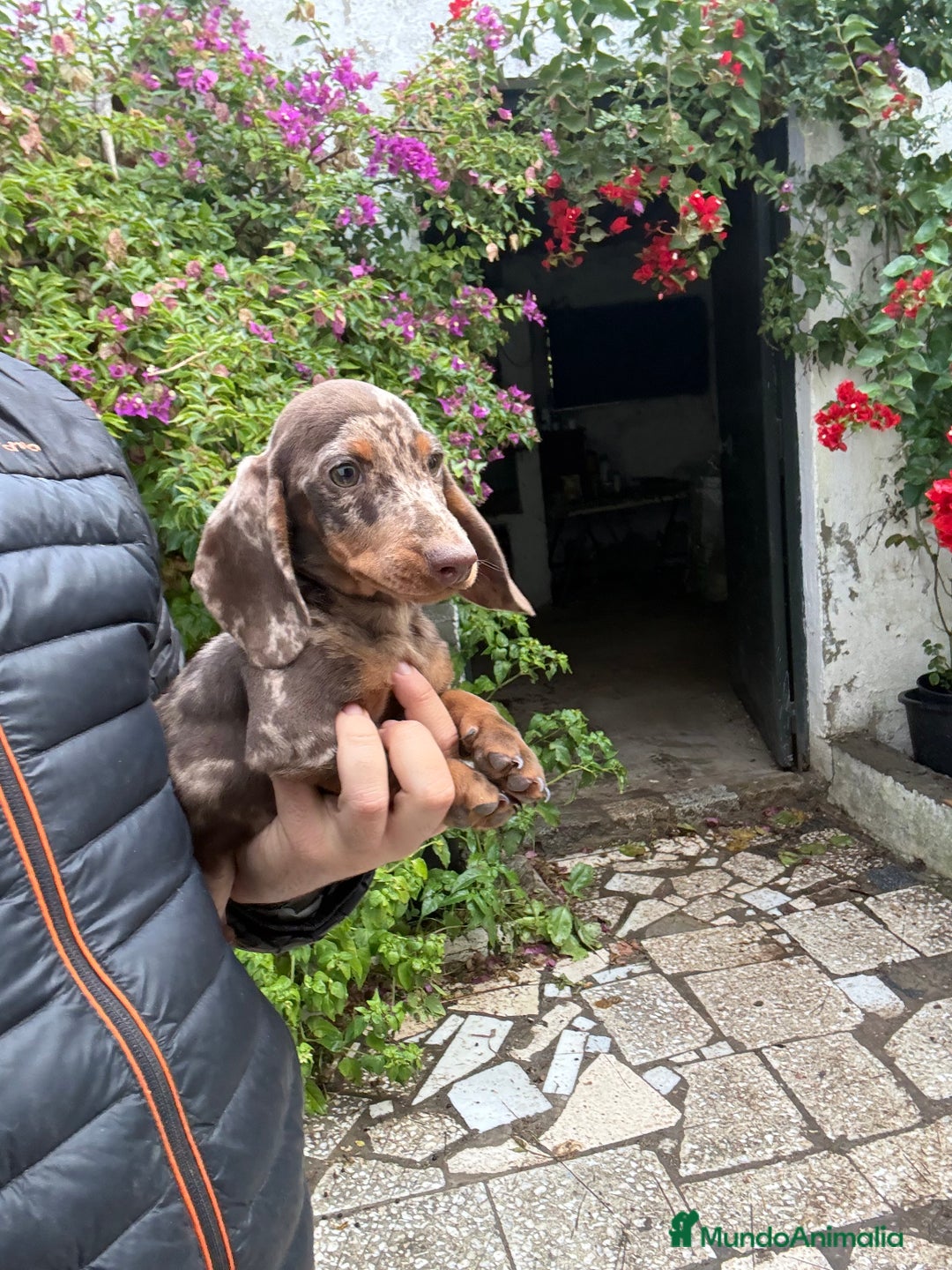 Teckel perros en venta: Teckels kaninchen y mini  - Anuncio 2