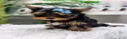 Yorkshire Terrier perros en venta: YORKSHIRE TERRIER  - Anuncio 14