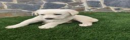 Labrador Retriever perros en venta: Labrador retriever  - Anuncio 2