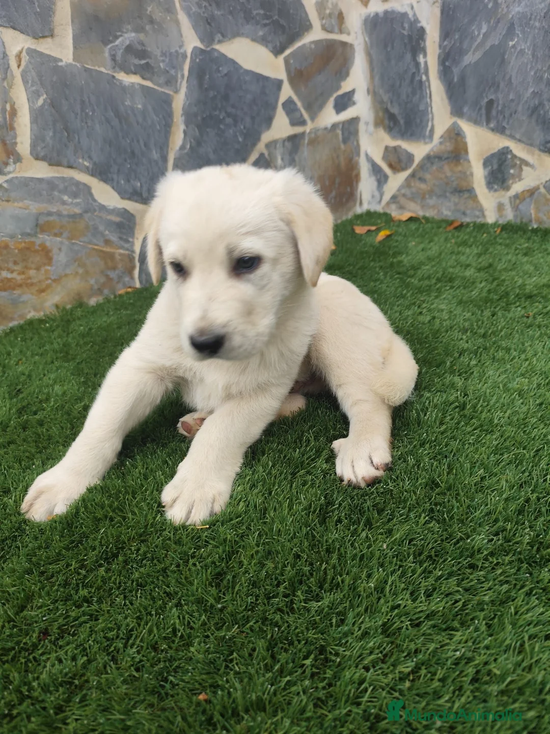 Labrador Retriever perros en venta: Labrador retriever  - Anuncio 2