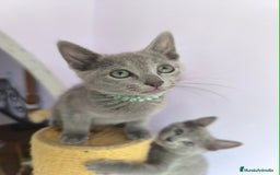 Azul Ruso gatos en venta: Ultimo cachorros de azul ruso  - Imagen 2