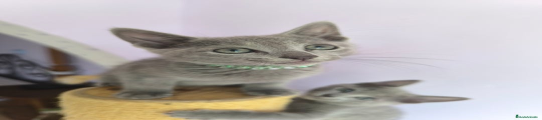 Azul Ruso Gatito 2