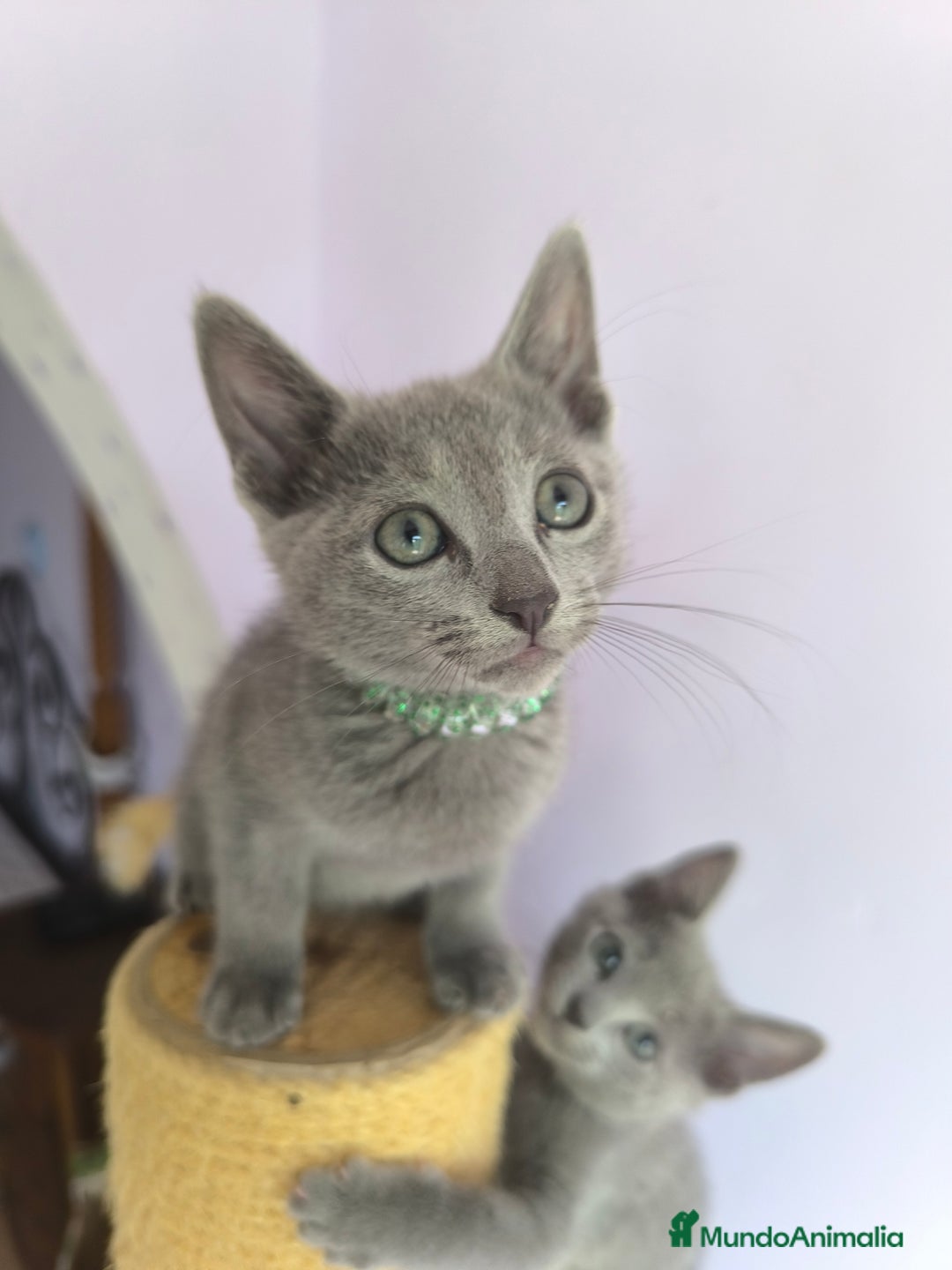 Azul Ruso gatos en venta: Ultimo cachorros de azul ruso  - Imagen 2