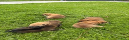 Shiba Inu perros en venta: SHIBA INU PONTEVEDRA - Anuncio 1