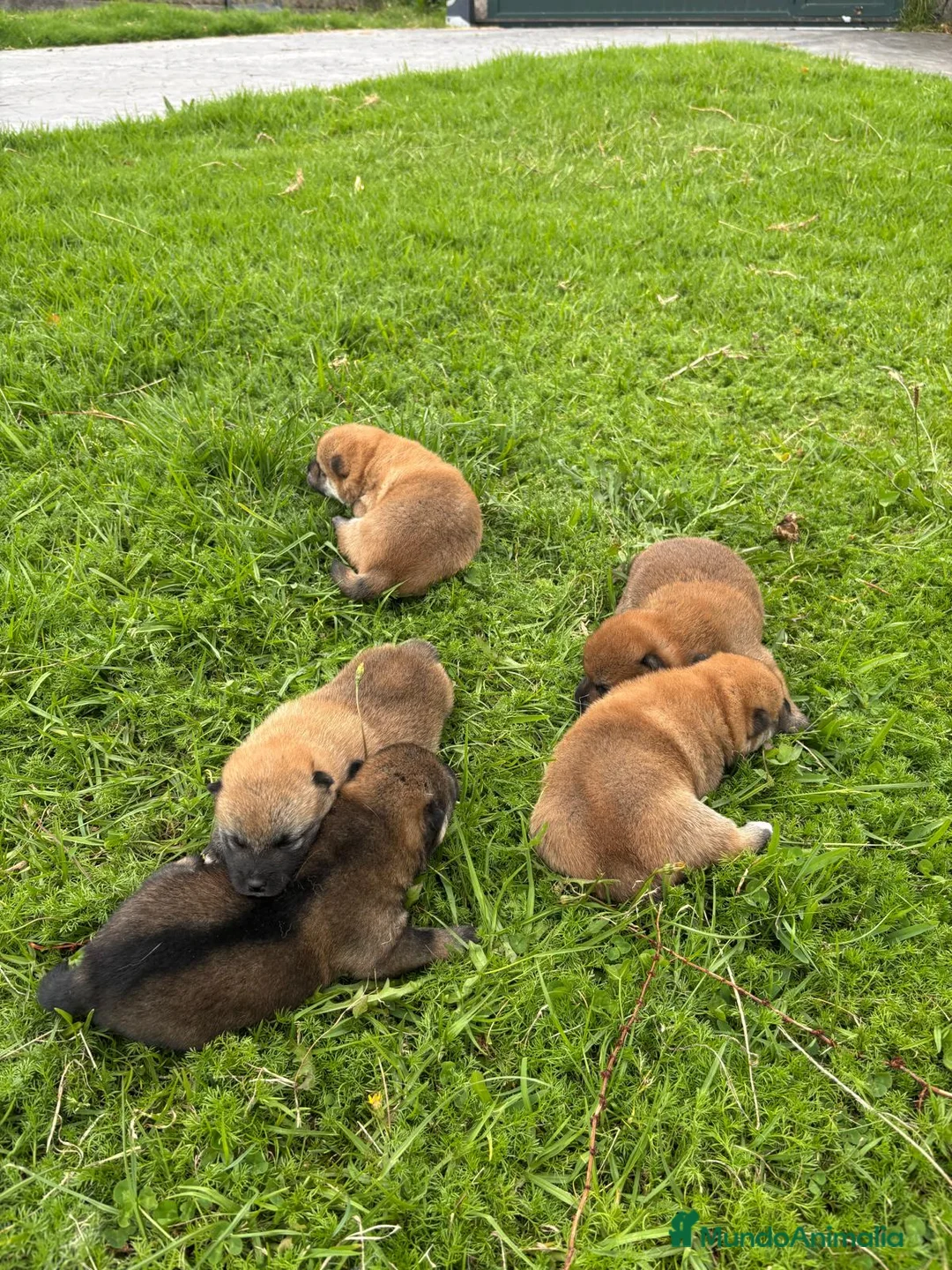 Shiba Inu perros en venta: SHIBA INU PONTEVEDRA - Anuncio 1