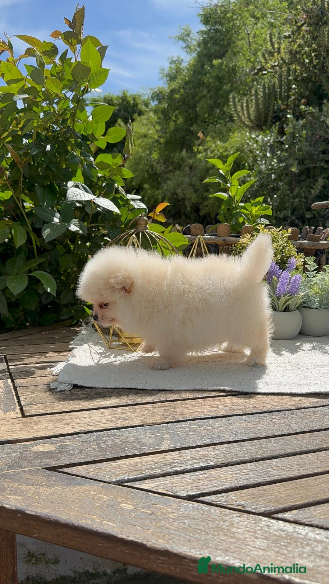 Pomerania perros en venta: Pomerania Toy Macho Super chato y peludos Blanco - Anuncio 2