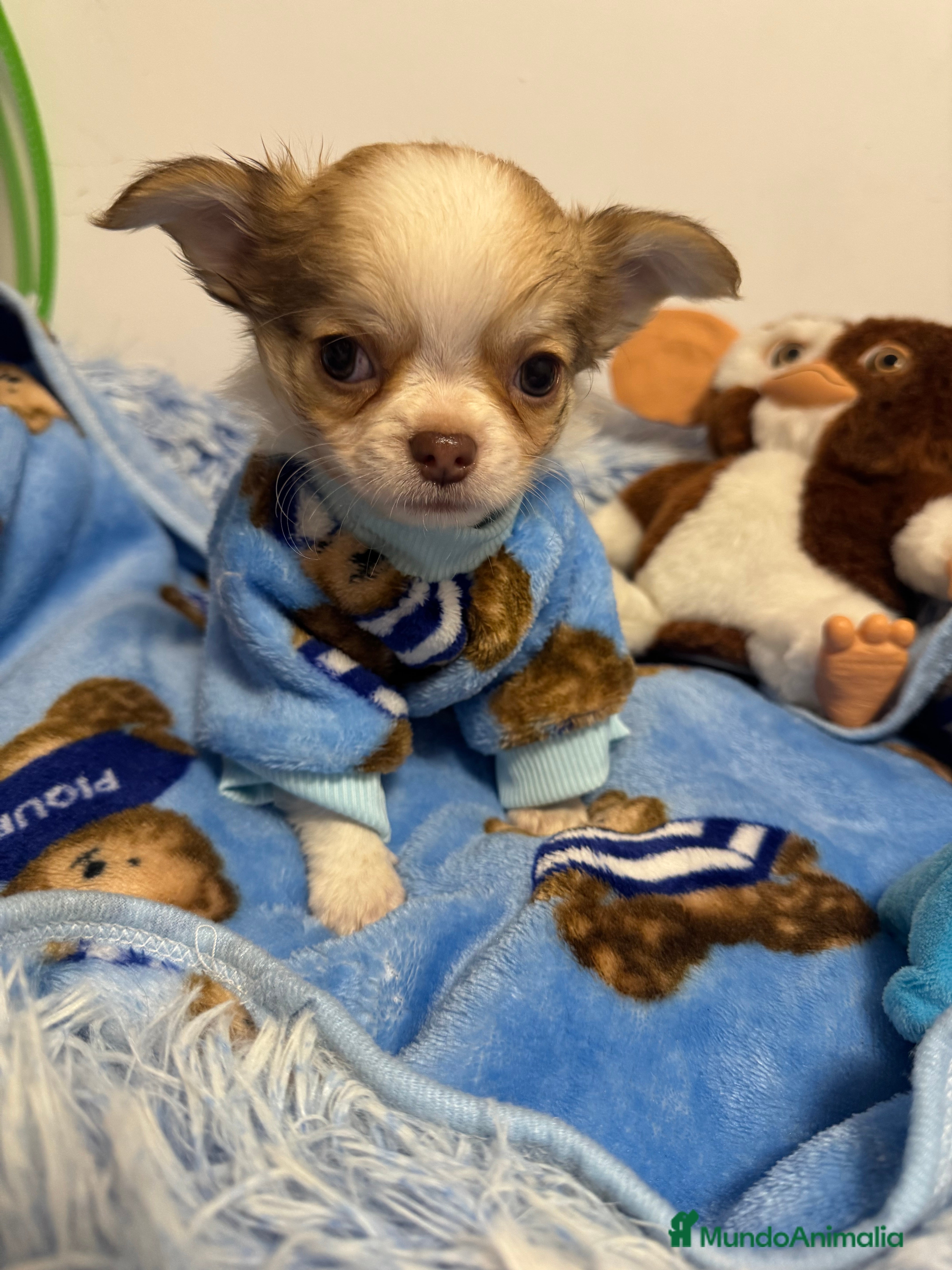 Chihuahua perros Chihuahuas pelo largo  - Anuncio 1