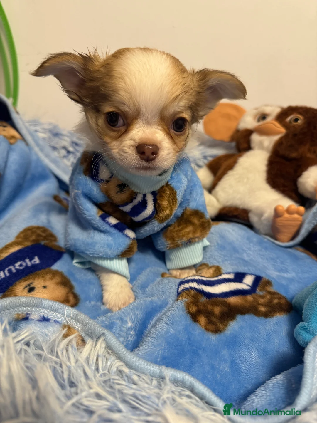 Chihuahua perros en venta: Chihuahuas pelo largo  - Anuncio 1