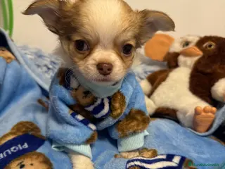 Chihuahua perros Chihuahuas pelo largo - Anuncio 1