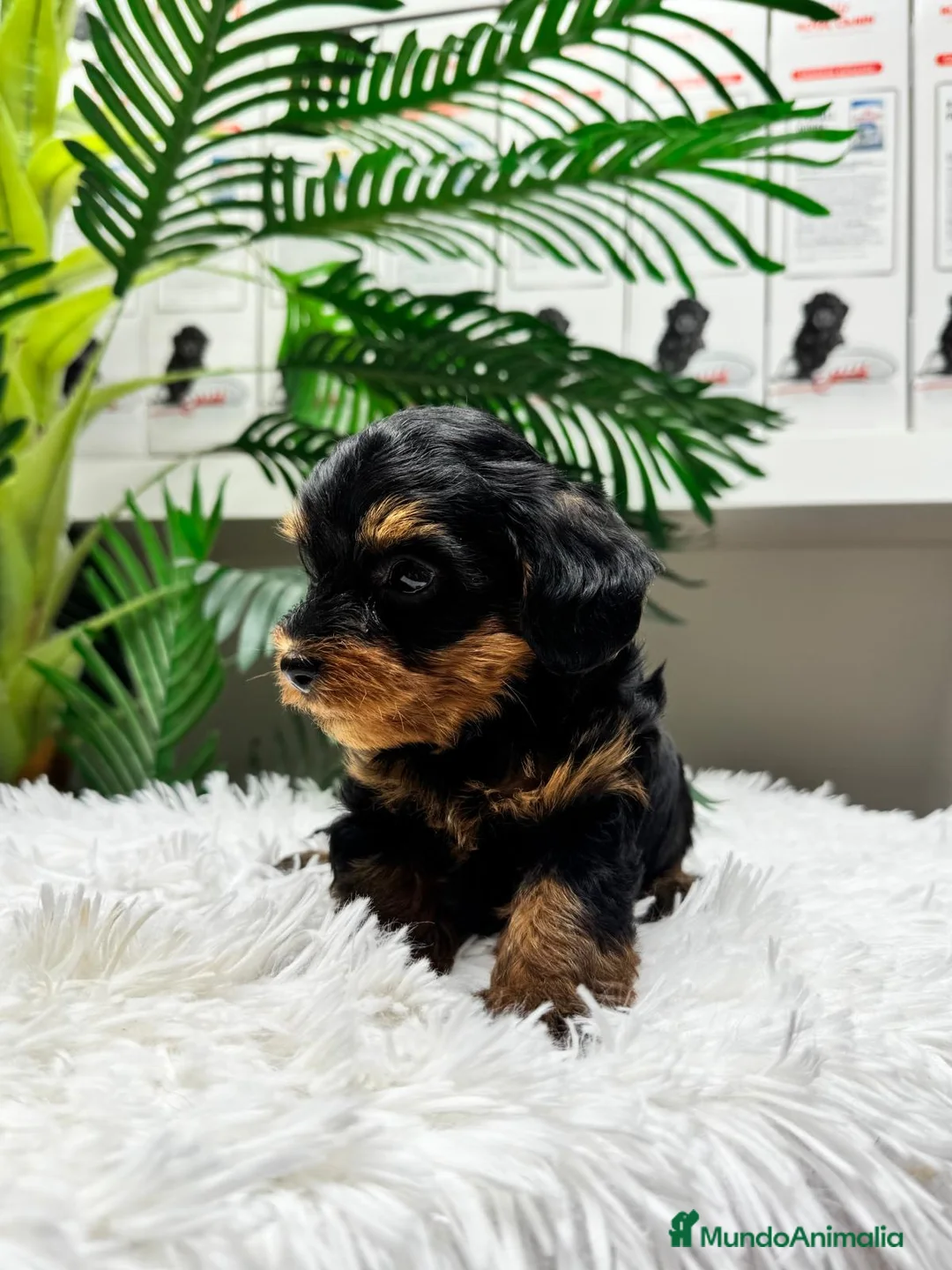 Maltipoo perros en venta: MALTIPOO 🎀 - Anuncio 16