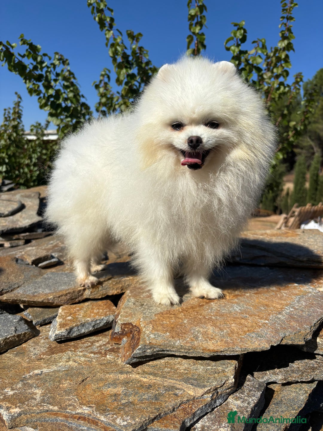 Pomerania perros en venta: Pomeranias nueva camada !!! - Anuncio 4