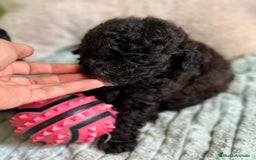 Caniche Toy perros en venta: CANICHE TOY NEGROS DISPONIBLES - Imagen 2