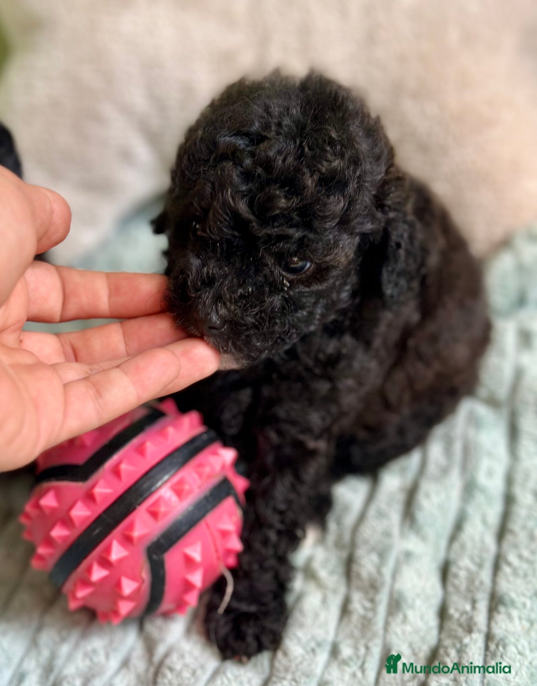 Caniche Toy perros en venta: CANICHE TOY NEGROS DISPONIBLES - Imagen 2