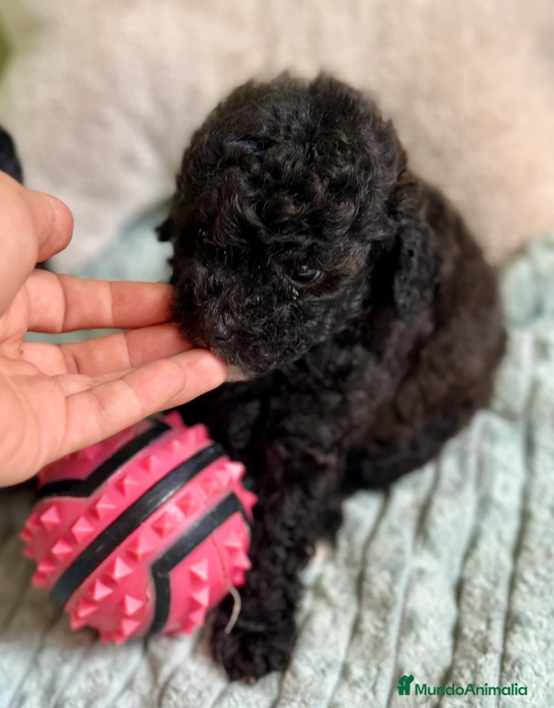 Caniche Toy perros en venta: CANICHE TOY NEGROS DISPONIBLES - Anuncio 2