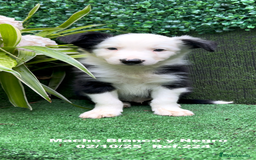 Border Collie perros en venta: BORDER COLLIE - Anuncio 15