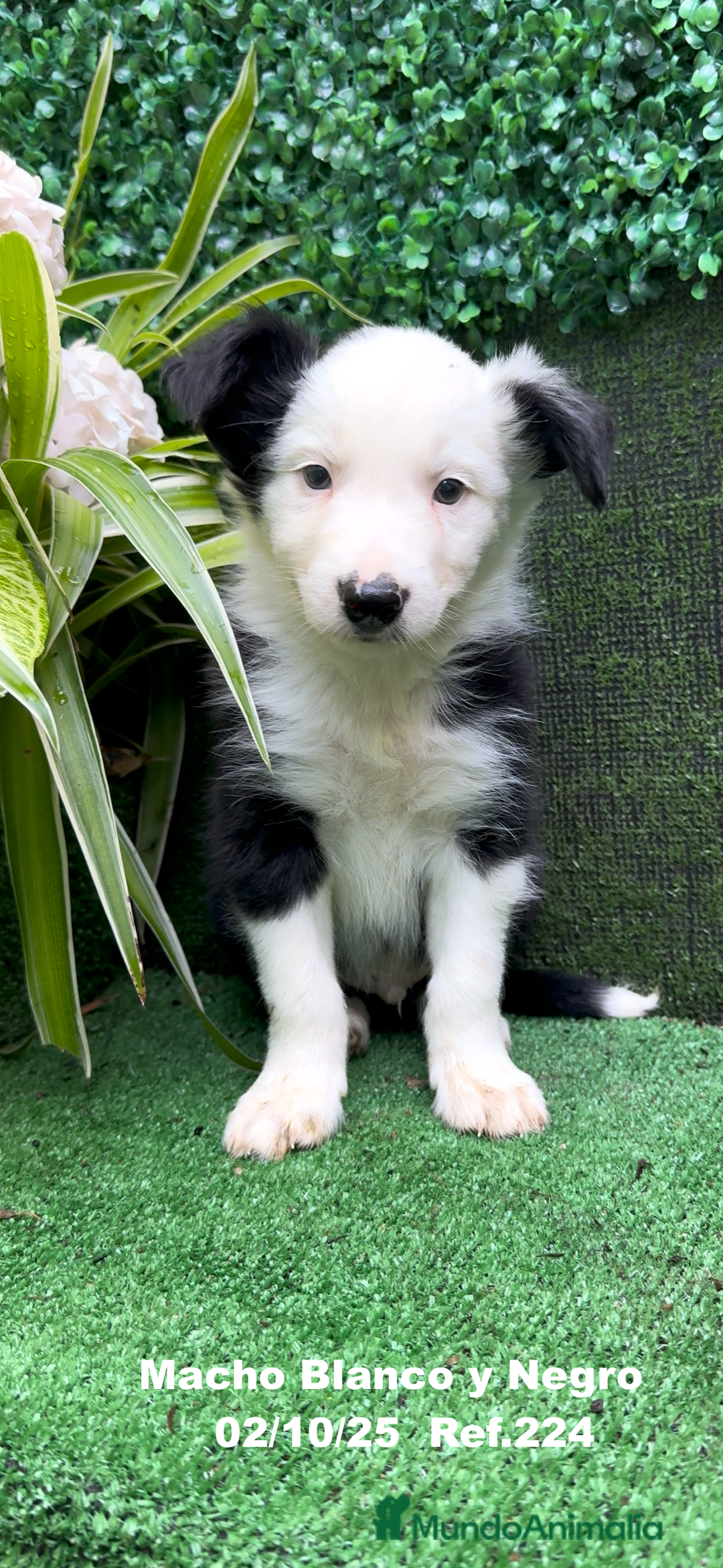 Border Collie perros en venta: BORDER COLLIE - Anuncio 15