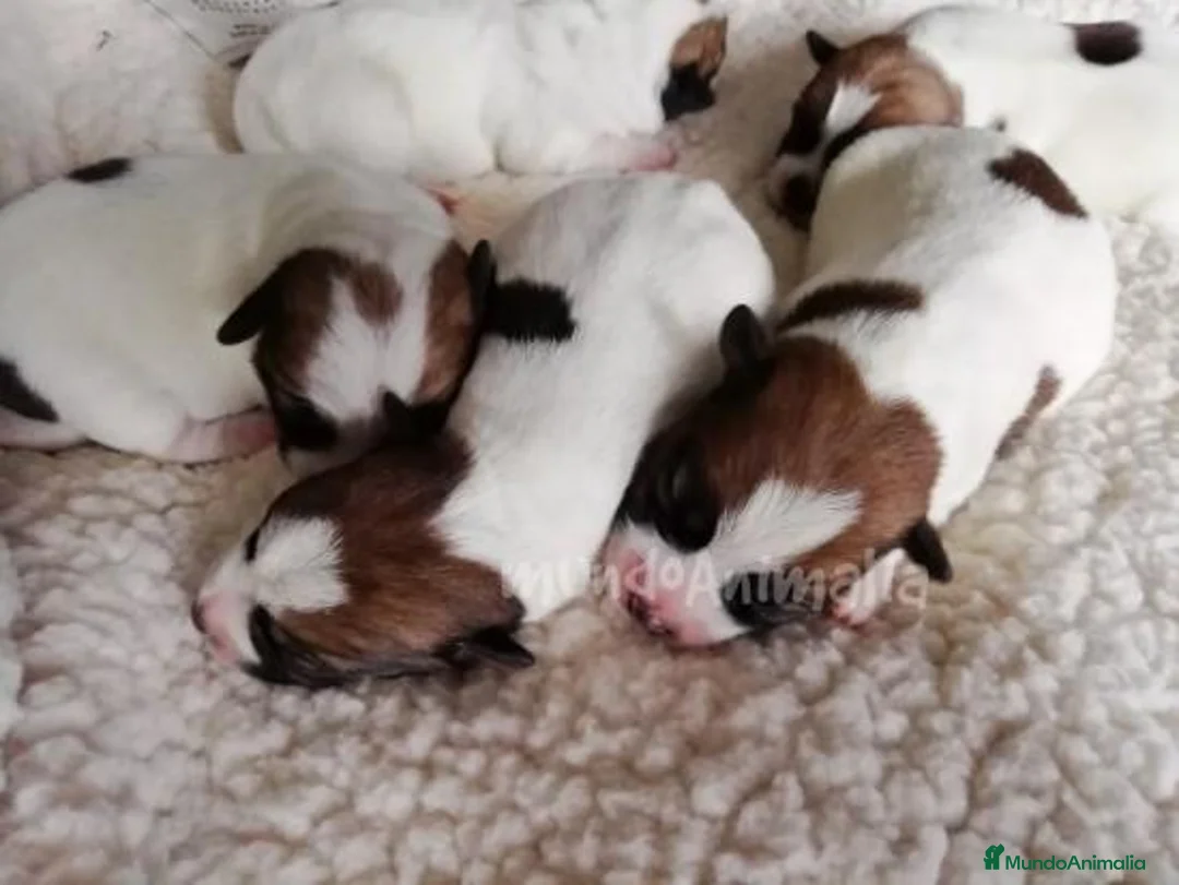 Imagen de galería {{count}}