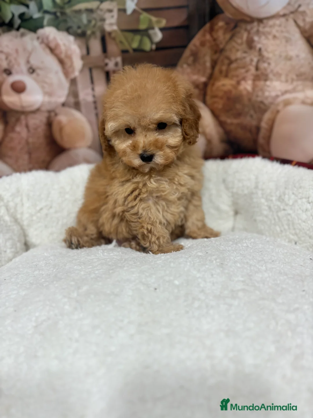 Caniche Toy perros en venta: Caniche toy apricot !!!! - Anuncio 6