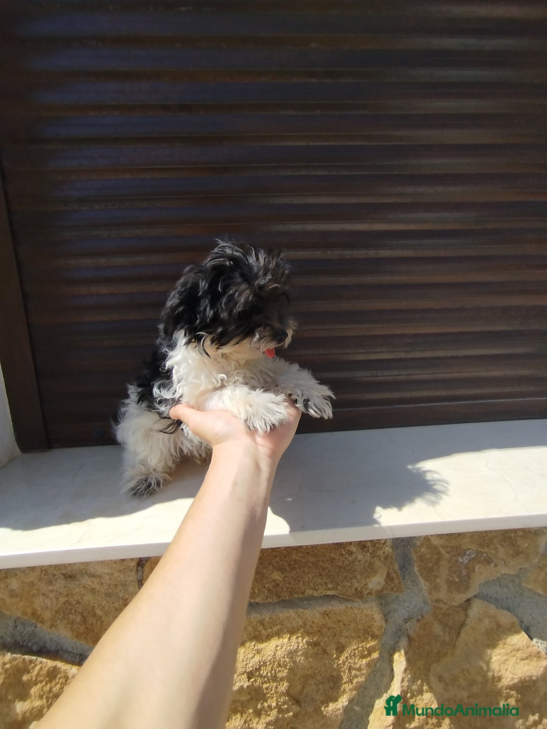 Maltipoo perros en venta: Maltipoo  - Imagen 3