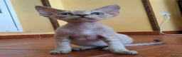 Devon Rex gatos en venta: Preciosos cachorros Devon Rex - Anuncio 7