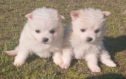 Pomerania perros en venta: Espectaculares cachorros de POMERANIA. en Madrid - Imagen 3
