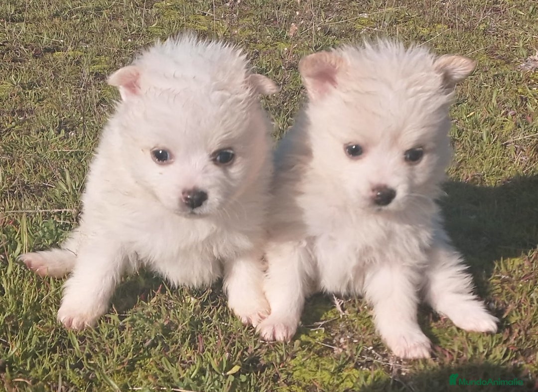 Pomerania perros en venta: Espectaculares cachorros de POMERANIA. en Madrid - Imagen 3