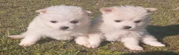 Pomerania perros en venta: Espectaculares cachorros de POMERANIA. en Madrid - Anuncio 3