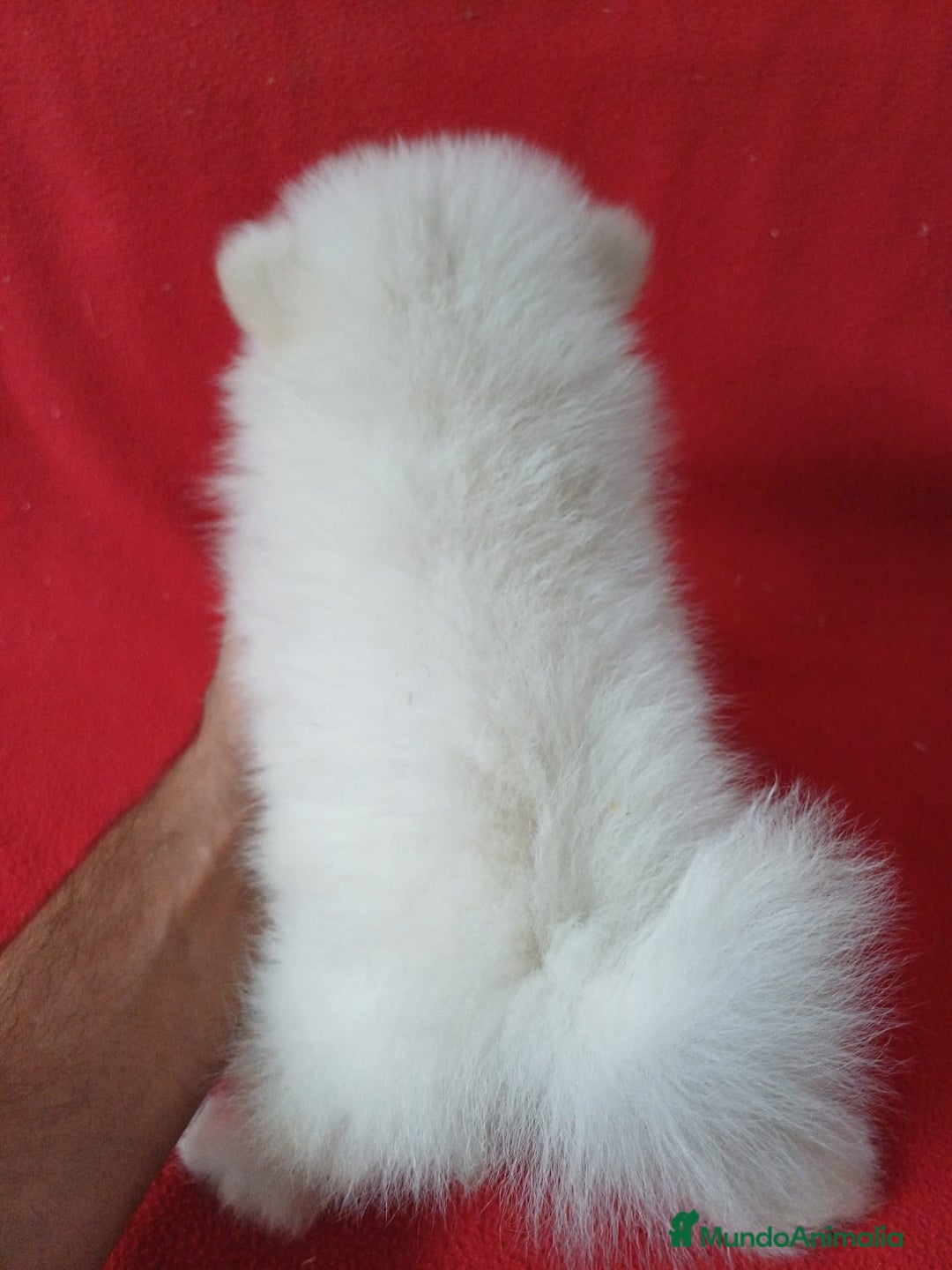 Pomerania perros en venta: Pomerania Mini  - Anuncio 3