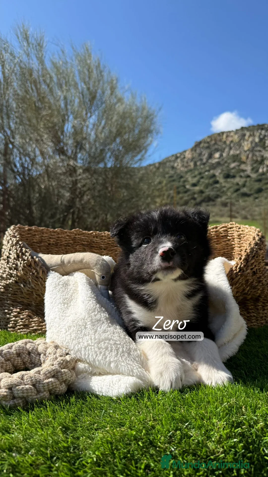 Border Collie perros en venta: CACHORRO BORDER COLLIE - Anuncio 1