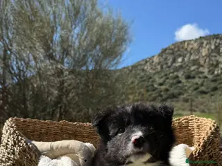 Border Collie perros CACHORRO BORDER COLLIE - Anuncio 2