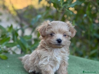 Maltipoo perros - Anuncio 5