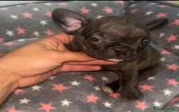 Bulldog Francés perros en venta: Bulldog francés - Imagen 3