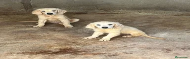 Golden Retriever 1