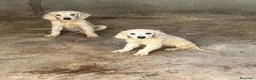 Golden Retriever perros en venta: GOLDEN RETRIEVERT (PRECIO REAL) - Anuncio 4