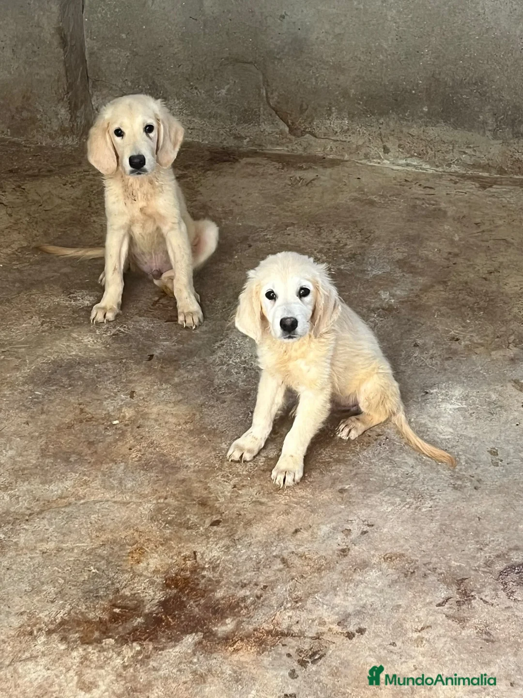 Golden Retriever perros en venta: GOLDEN RETRIEVERT (PRECIO REAL) - Anuncio 4