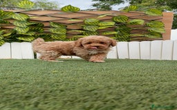 Caniche Toy perros en venta: CANICHE TOY MACHO  - Imagen 10
