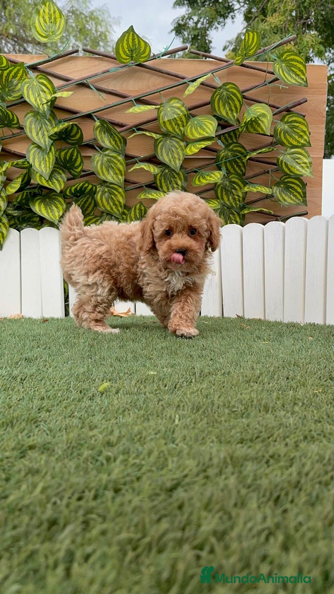 Caniche Toy perros en venta: CANICHE TOY MACHO  - Imagen 10