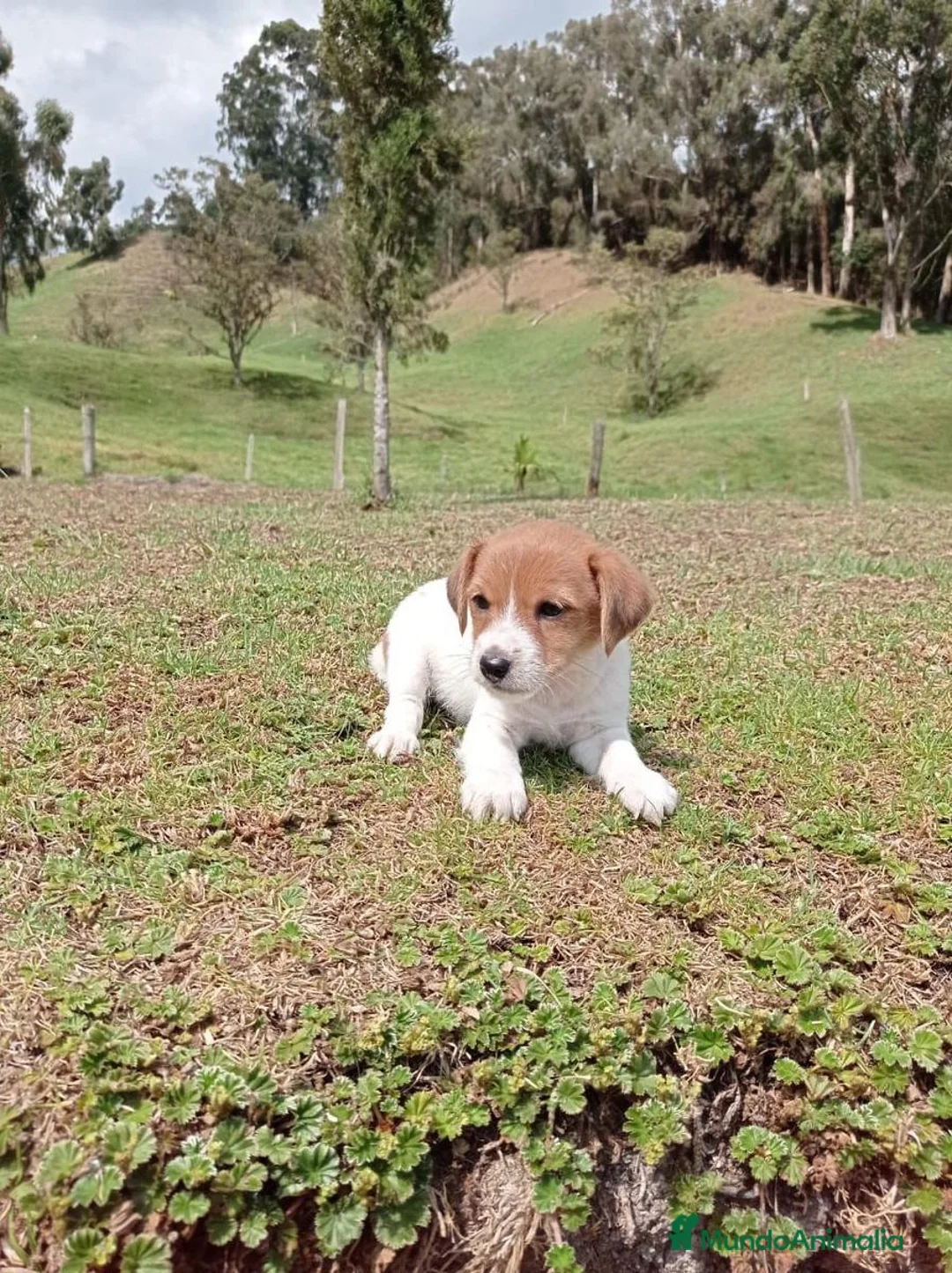 Jack Russell Terrier perros en venta: Cachorrillos Jack Russell Terrier !! - Anuncio 4