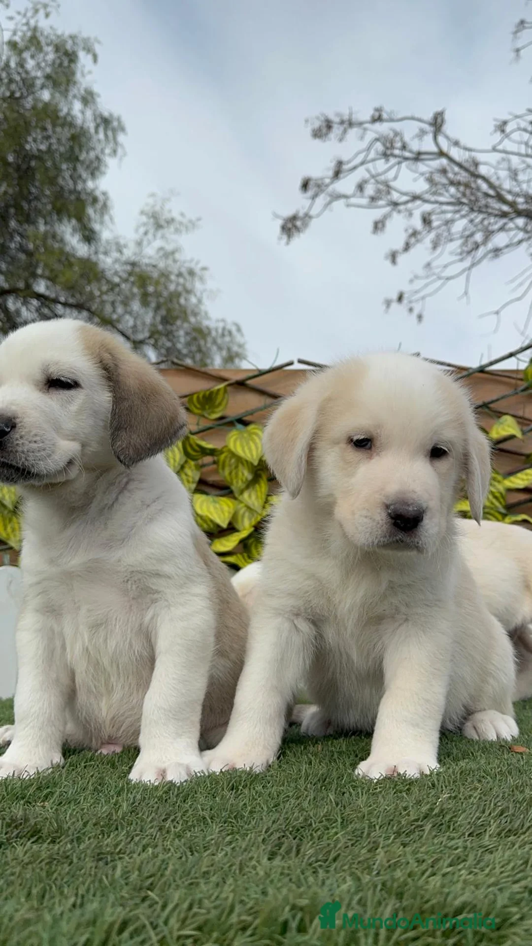 Mastín Español perros en venta: MASTIN ESPAÑOL - Anuncio 16