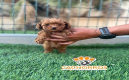 Caniche Toy perros en venta: Caniche rojo - Imagen 2