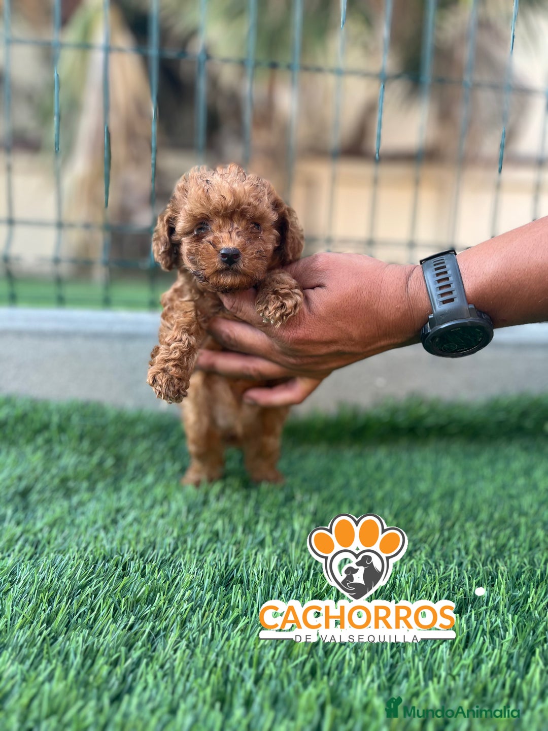 Caniche Toy perros en venta: Caniche rojo - Imagen 2
