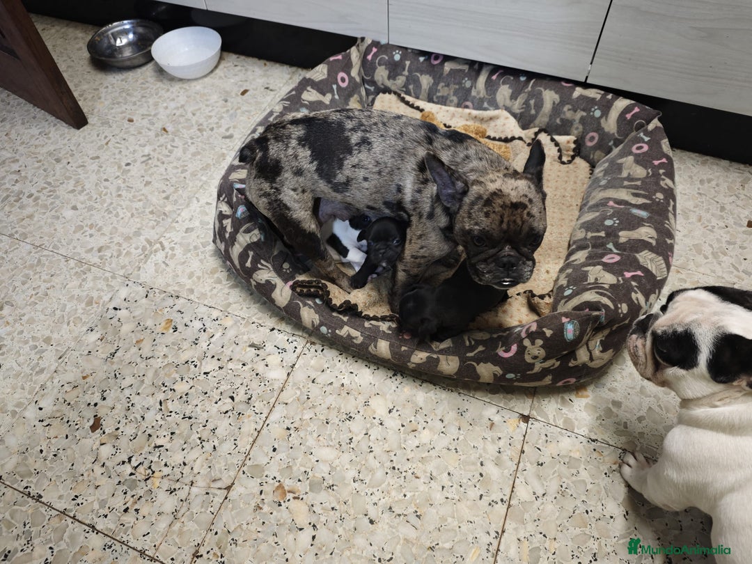 Bulldog Francés perros en venta: Bulldog francés Fufly exotico!! - Anuncio 5